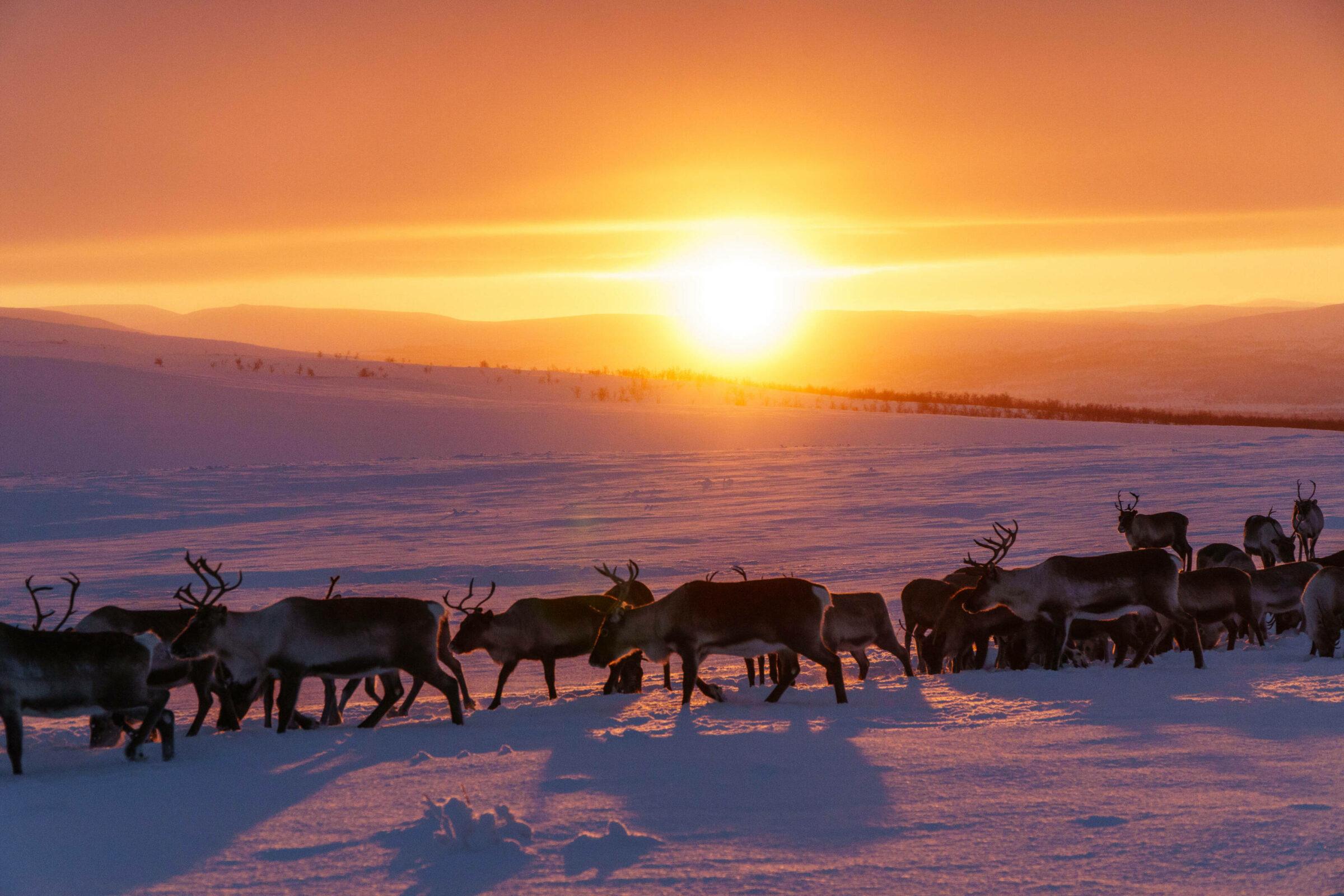Happy finnish Valentine's Day! Arctic Land Adventure Design.GarethHutton 00352 kopio 2 - Happy finnish Valentine's Day!